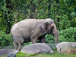Bronx Zoo elephant "Happy" strolls inside the zoo's Asia display, Oct. 2, 2018, in New York.