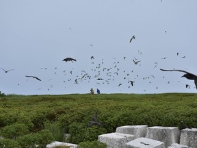 This June 2018 photo provided by the U.S. Fish and Wildlife Service shows birds at Johnston Atoll within the Pacific Remote Islands Marine National Monument. Officials have evacuated scientists from remote Pacific islands near Hawaii as Hurricane Walaka approached, including seven researchers from French Frigate Shoals and four workers from Johnston Atoll.