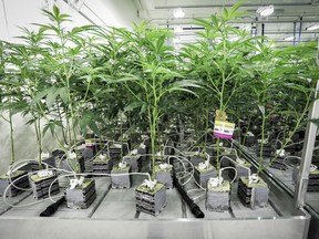 Marijuana plants connected to automatic watering equipment in the "flowering" room during a tour of the Sundial Growers Inc. marijuana cultivation facility in Olds, Alta., Wednesday, Oct. 10, 2018. Recreational marijuana use becomes legal in Canada on Oct.17.