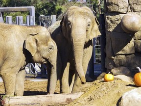 This undated photo provided by the Santa Barbara Zoo shows Asian elephant Sujatha, right, at the Santa Barbara Zoo in Santa Barbara, Calif. The zoo says it had to euthanize Sujatha who is one of its most beloved and oldest residents. Sujatha was euthanized Tuesday, Oct. 16, 2018, surrounded by her caretakers. (Santa Barbara Zoo via AP)