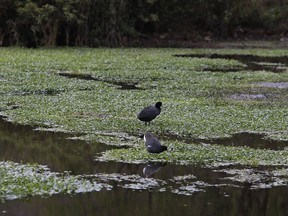 In this Aug. 4, 2018 photo, birds stand on water plants of a lagoon at an public wetland in Cuzco, Peru. Some 58 bird species build their nests at this wetland, including the yellow-crowned night heron, one of many that migrate from the southeastern United States.