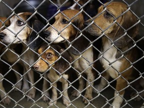 FILE - In this Oct. 8, 2018 file photo, rescued beagles peers out from their kennel at the The Lehigh County Humane Society in Allentown, Pa.  The Lehigh County Humane Society started accepting adoption applications Thursday, Oct. 19,  after receiving thousands of inquiries. The dogs were rescued this month from a home outside Allentown where a woman had been breeding them without a license before she died last month.