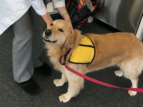 This March 2017 photo provided by Johns Hopkins University shows therapy dog Winnie at the university's hospital in Baltimore, Md. Therapy dogs who visit hospital patients can bring joy, affection, and _ superbug bacteria _  according to a new study by Johns Hopkins released Friday, Oct. 5, 2018. Casey Barton Behravesh of the Centers for Disease Control and Prevention said it adds to the growing understanding that while interactions with pets and therapy animals can be beneficial, they can also carry risk. (Meghan Davis/Johns Hopkins University via AP)