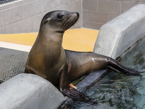 This summer 2018 photo provided by the Marine Mammal Center shows California sea lion Yakshack at the Marine Mammal Center, a rescue center in Sausalito, Calif. The center says California sea lions are coming down with a potentially fatal bacterial infection in near-record numbers.