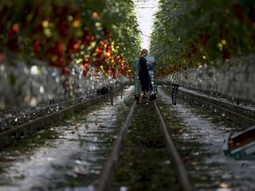 A worker picks tomatoes hanging from vines in the family-run Lans greenhouses in Maasdijk, Netherlands, Wednesday, Oct. 10, 2018.  For years, the Dutch agriculture, horticulture and logistics industries have been refined so that if a supermarket in London suddenly wants more tomatoes it can get them from the greenhouse to the store shelf in a matter of hours. The seamless customs union and single market within the European Union have, for decades, eradicated customs checks and minimized waiting at borders.