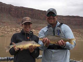This undated photo provided by the U.S. Fish and Wildlife Service shows Katie Creighton of the Utah Division of Wildlife Resources and Brandon Albrecht, of Bio-West, a government contractor, holding two large razorback suckers collected from Lake Powell, a reservoir on the Colorado River. Razorback suckers are an endangered fish found only in the Colorado River and its tributaries. Federal officials said Thursday, Oct. 4, 2018, the razorback sucker population is growing and that they will recommend that the fish be reclassified from endangered to threatened.