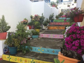 In this photo taken on Tuesday, Sept. 11, 2018, a cat sits on a flower pot, bottom right, along painted steps in the town of Linosa, on the island of Linosa, some 167 km (103.5 miles) south of Sicily, southern Italy.