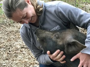 In this undated photo provided by taken in Gilford, N.H., Grover is held by Michele Devereaux. An animal sanctuary and a farm are working together to spare Grover, a slaughterhouse-bound piglet, to promote local agriculture in New Hampshire. Beans and Greens Farm of Gilford is hoping to take Grover to the Tomten Farm and Sanctuary in Haverhill where it will live out its days.