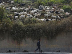 In this Thursday Oct. 11, 2018, a Nepalese man walks on a road as goats for sale graze at a livestock market in Kathmandu, Nepal. During the 15-day Dasain festival that began this week in the Himalayan country, families fly kites, host feasts and visit temples, where tens of thousands of goats, buffaloes, chickens and ducks are sacrificed to please the gods and goddesses as part of a practice that dates back centuries. Animal rights groups are hoping to stop, or at least reduce, the slaughter, using this year's campaign as a practice run to combat a much larger animal sacrifice set for next year at the quinquennial Gadhimai festival.