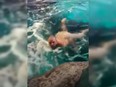 A naked man jumped into the shark tank for a swim at Toronto's Ripley's aquarium on Friday night.