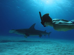 Rob Stewart in Sharkwater Extinction