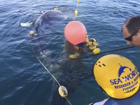 In this photo provided by Sea World Australia, rescuers try to free a whale calf tangled in a shark net off Greenmount Beach Tuesday, Oct. 9, 2018. Experts spent almost two hours on Tuesday morning untangling the humpback calf from a net about 500 meters (yards) off the beach at Gold Coast city.  (Sea World Australia via AP)