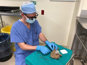 Dr. Daniel McNeely gets to work on the bear.