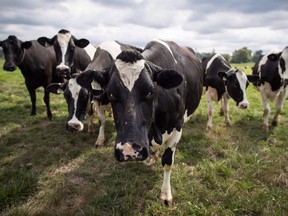 Dairy cows walk in a pasture at Nicomekl Farms, in Surrey, B.C., on Thursday August 30, 2018. Reaction from Canadian business groups to the terms of a renegotiated trade pact between Canada, the U.S. and Mexico range from relief to dismay as the details of the proposed new pact begin to sink in.