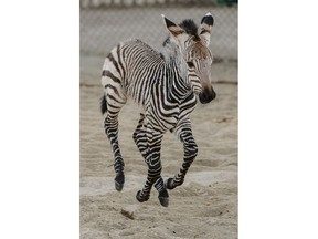 Clementine, left, a baby zebra, is seen at Utah's Hogle Zoo in Salt Lake City on Tuesday Oct. 30, 2018.