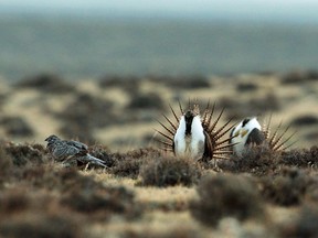 FILE - This April 10, 2014, file photo shows a male sage grouse trying to impress a group of hens, at left, near the base of the Rattlesnake Range in southwest Natrona County, Wyo. The U.S. Forest Service is advancing changes to sage grouse protections in five Western states that environmental groups say are part of the Trump administration's efforts favoring industry but that push the imperiled bird closer to extinction.