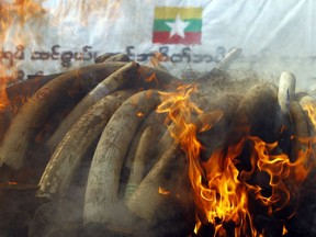 Smokes and flames billow from burning elephant ivory during a destruction ceremony of confiscated elephant ivory and wildlife parts in Naypyitaw, Myanmar, Thursday, Oct. 4, 2018. Myanmar destroyed confiscated elephant ivory and various of other wildlife parts in the capital Naypyitaw for public awareness of law enforcement on illegal trade of wild fauna and flora, and their derivatives and promoting international cooperation by delivering Myanmar's great suppression on illegal wildlife crimes.