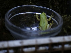 In this photo taken Thursday, Sept. 13, 2018, a Pickersgill's reed frog during a captive breeding period at the Johannesburg Zoo. Conservationists are monitoring the endangered frogs that were released later along South Africa's coastline in the KwaZulu-Natal province where the species' wetland habitat has come under severe pressure from human development.