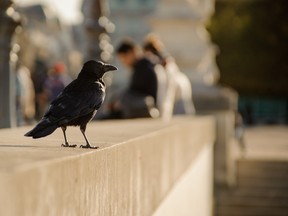 Species that are doing well are generalists -- crows, coyotes, dandelions.