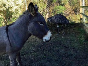 In this photo shared on social media, the Carolina Waterfowl Rescue says the donkey is guarding the emu.