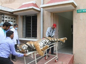 This picture taken on November 3, 2018 shows Gorewada Rescue Centre personnel bringing the body of the man-eating tigress T1 into a post mortem room at Gorewada Rescue Centre in Nagpur.