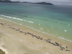 Dead pilot whales on a remote beach on Stewart Island in the far south of New Zealand.
