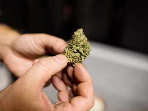 A grower inspects a cannabis bud at a craft grow operation outside of Nelson, British Columbia on Thursday, Nov. 8, 2018.