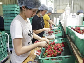 In this Nov. 5, 2018, file photo, workers sort and pack strawberries at the Chambers Flat Strawberry Farm in Chambers Flat, Queensland, Australia. A former strawberry farm worker appeared in an Australian court on Monday charged with planting sewing needles in the fruit, sparking a nationwide crisis which devastated the industry.