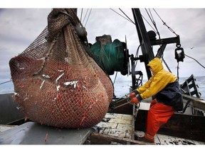 FILE - In this Jan. 6, 2012 photo, James Rich maneuvers a bulging net full of northern shrimp caught in the Gulf of Maine. Regulators are closing the Gulf of Maine winter shrimp season for another three years after receiving a dismal report on the depleted fishery.