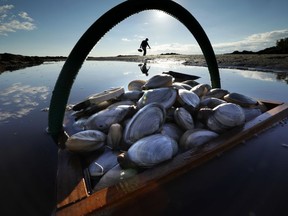 FILE - In this Sept. 2, 2016, file photo, a friend's basket of clams sit in the water as Mike Suprin, of Rollinsford, N.H., calls it a day after filling his basket with softshell clams at Cape Porpoise in Kennebunkport, Maine. A study by National Oceanic and Atmospheric Administration scientists released in 2018 concluded that valuable species of shellfish, including softshell clams, have become harder to find on the East Coast because of degraded habitats caused by a warming environment.