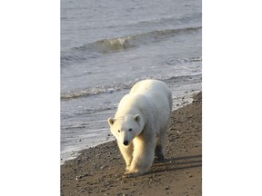 In this undated photo provided by Eric Regehr, a polar bear walks on Wrangel Island in the Arctic Circle. A study of polar bears in the Chukchi Sea between Alaska and Russia finds that the population is thriving for now despite a loss of sea ice due to climate change. Lead author Eric Regehr of the University of Washington says the Chukchi may be buffered from some effects of ice loss. Regehr says polar bears can build fat reserves and the Chukchi's abundant seal population may allow bears to compensate for a loss of hunting time on ice.