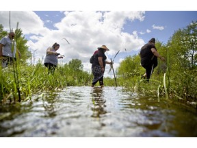 FILE - In this July 11, 2018 file photo, Kimberly Loring, from right, Roxanne White, Lissa Loring and George A. Hall, cross a creek looking for clues during a search for the Loring's sister and cousin, Ashley HeavyRunner Loring, who went missing in 2017 from the Blackfeet Indian Reservation in Valier, Mont. The number of Indian Country crimes that the U.S. Justice Department decided to prosecute has not shown significant change in recent years, despite programs and attempts to boost both public safety and prosecutions of sexual assaults and other crimes on reservations, according to federal figures Wednesday, Nov. 21, 2018.