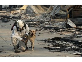 A search and rescue worker tends to his dog while searching for human remains at the Camp Fire, Friday, Nov. 16, 2018, in Paradise, Calif.