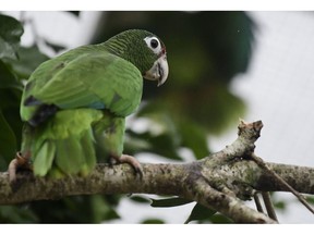 In this Nov. 6, 2018 photo, A Puerto Rican parrot roams inside one of the flight cages located in the facilities of the Iguaca Aviary at El Yunque, were the U.S. Fish & Wildlife Service runs a parrot recovery program in collaboration with the U.S. Forest Service and the Department of Natural and Environmental Resources, in Rio Grande, Puerto Rico. Federal and local scientists will meet next month to debate how best to revive a species that numbered more than 1 million in the 1800s but dwindled to 13 birds during the 1970s after decades of forest clearing.