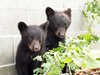 Former B.C. conservation officer Bryce Casavant was suspended in 2015 for refusing to kill these two orphaned bear cubs.