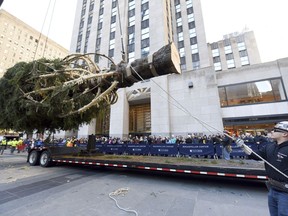 Workers prepare to raise the 2018 Rockefeller Center Christmas tree, a 72-foot tall, 12-ton Norway Spruce from Wallkill, N.Y., Saturday, Nov. 10, 2018, in New York. The 86th Rockefeller Center Christmas Tree Lighting ceremoN.Y. will take place on Wednesday, Nov. 28.