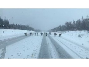 Caribou are seen on a highway near Dear Lake, N.L. on Thursday, November 22, 2018. A Newfoundland man is wondering if he had a close encounter of the Santa kind after spotting what appeared to be Santa's reindeer on the highway. Jason White says the herd of about a dozen caribou were stopped on the Trans-Canada Highway near Deer Lake Thursday morning.