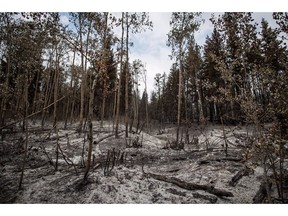 Many British Columbia First Nations that stayed behind to stop wildfires from destroying their communities in 2017 and 2018 are still waiting to be reimbursed by the provincial and federal governments for hundreds of thousands of dollars in expenses. Ash covers the ground in an area burned by the Shovel Lake wildfire, near Fort Fraser, B.C., on Thursday, August 23, 2018.