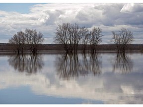 Trees are surrounded by floodwaters on the Saint John River near Jemseg, N.B. on Sunday, April 26, 2015. Irving Pulp and Paper has been ordered to pay $3.5 million in penalties for discharging improperly treated effluent into the Saint John River in southern New Brunswick.