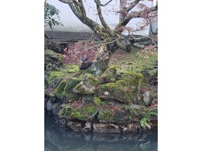 An otter that wandered into a tranquil garden in Vancouver's Chinatown has been feasting on expensive fish in a pond but a park official hopes it will sniff out some raw chicken in a trap. An otter is seen behind a tree in the Dr. Sun Yat-Sen Classical Chinese Garden, in Vancouver in a recent handout photo.