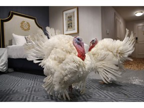 Two turkeys from South Dakota get comfortable in their room at the Willard InterContinental Hotel, after their arrival Sunday, Nov. 18, 2018, in Washington. The turkeys will be named and pardoned by President Donald Trump during a ceremony at the White House ahead of Thanksgiving.