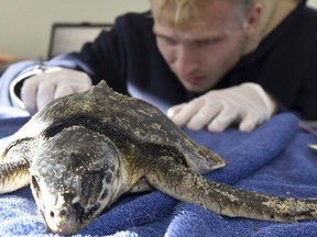 In this Friday, Nov. 23, 2018 photo, Ben Thyng does an exam of a newly arrived living Kemp's ridley turtle to the ICU at the Audubon Society's Wellfleet Bay Wildlife Sanctuary in Wellfleet, Mass., as cold stunned turtles are brought in off area beaches after several days of below freezing weather.