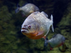 A piranha's bite is definitely worse than its bark but new research suggests that we think twice before completely dismissing the strange sounds these fish make.