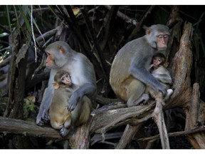 FILE- In this Sept. 17, 2013, file photo female Rhesus Macaques nurse their young along the Silver River in Silver Springs State Park in Florida. In a study released Monday, Nov. 19, 2018, in The Journal of Wildlife Management, researchers found that the number of rhesus macaques at Silver Springs State Park will grow to 350 animals or more by 2022. When the study was conducted in 2015, there were about 175 monkeys in the park.