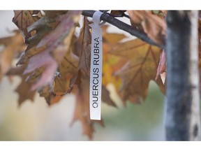 A sign for an oak tree is shown at Place de Vimy in Montreal, Sunday, November 4, 2018. Months after Montreal inaugurated Place de Vimy in a west-end park in 2017, many of the park's trees were destroyed in a fierce summer windstorm that left parts of the park barren. Now, as the city replants, it will include oaks descended from acorns brought back from Vimy by a Canadian soldier. The initiative is part of a national project that will also see the oaks grow in a new park at the Canadian National Vimy Memorial in France.