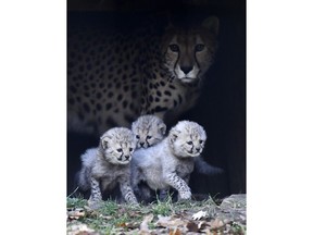 Cheetah mother Isantya looks at its three little babys at their enclosure at the zoo in Muenster, Germany, Friday, Nov. 9, 2018. The triplets were born on Oct.4 2018 and start to explore their enclosure today. The zoo in Muenster is well known for the successful cheetah breed, about 50 of the endangered animals were born in the zoo since the seventies.