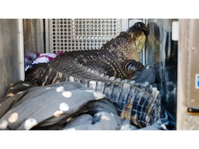 A 6-foot-long, 150-pound alligator is seen Wednesday, Nov. 7, 2018. The alligator, named Catfish, was found in a hot tub by a landlord evicting a tenant in Kansas City, Mo. The tenant, Sean Casey, described the alligator, named Catfish, as "gentle as a puppy." The alligator was removed by animal control workers, and will be temporarily housed at the Monkey Island Rescue and Sanctuary in nearby Greenwood.