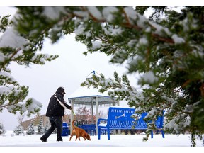 Joe Harrison, a volunteer dog walker, gives Haley a wintry outdoor walk on Thursday, Nov. 15, 2018, in the walking park at the Humane Society of Missouri's Maryland Heights center. A pre-winter storm moved across the eastern half of the country Thursday, slamming parts of the South and lower Midwest on the way.