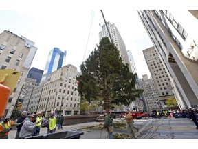 FILE - In this Nov. 10, 2018 file photo, workers raise the 2018 Rockefeller Center Christmas tree, a 72-foot tall, 12-ton Norway Spruce from Wallkill, N.Y. in New York.  A ceremony will be held on Wednesday, Nov. 28 to light the Rockefeller Center Christmas Tree. The tree will burst alive with 5 miles (8 kilometers) of LED multicolored lights and a 900-pound Swarovski crystal star during the televised extravaganza.