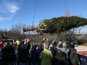 The Rockefeller Center Christmas tree is hoisted by crane to a flatbed truck, Thursday, Nov. 5, 2018 in Wallkill, N.Y. It will be transported to Manhattan where it will be erected at Rockefeller Center this weekend. The 72-foot-tall (22-meter) Norway spruce will be lit in a televised ceremony on Nov. 28 and remain on display until Jan 7.